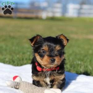 Marshall, Yorkie Puppy